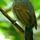 Batara souris