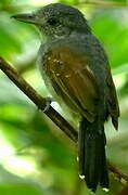 Mouse-colored Antshrike