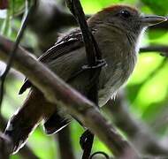 Northern Slaty Antshrike