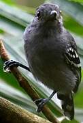 Northern Slaty Antshrike