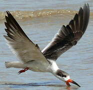 Black Skimmer