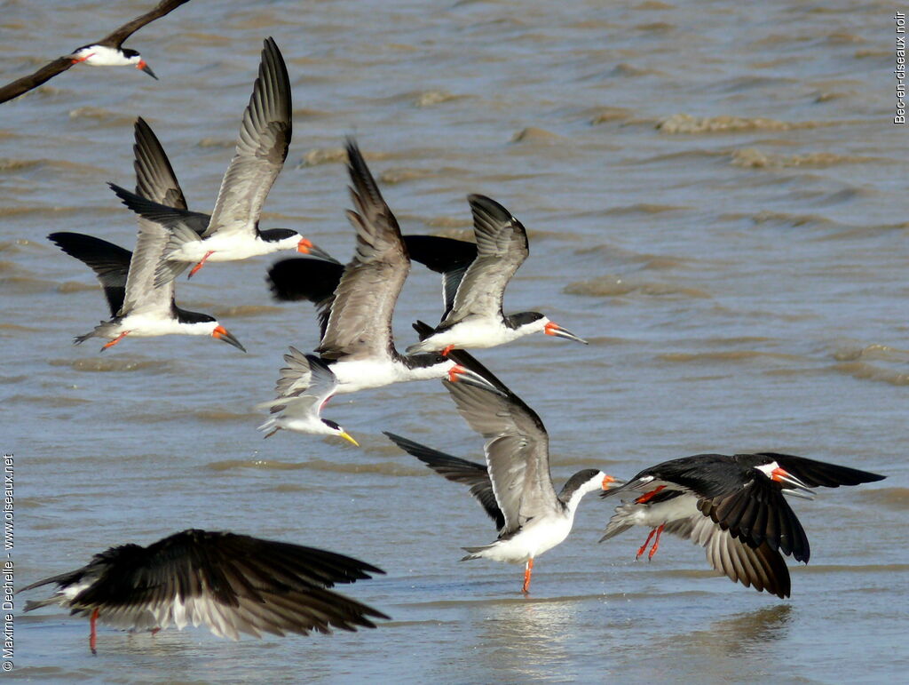 Black Skimmer