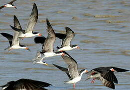 Black Skimmer