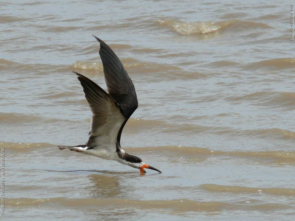 Black Skimmer