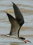 Black Skimmer