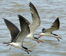 Black Skimmer