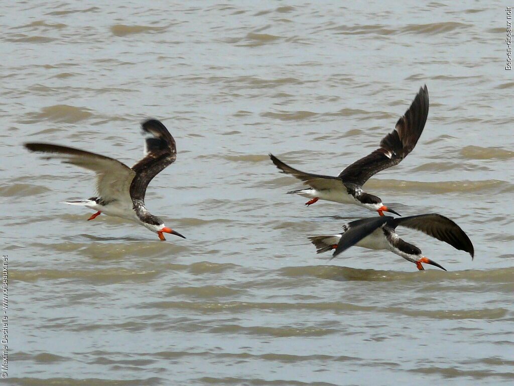 Black Skimmer