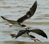 Black Skimmer