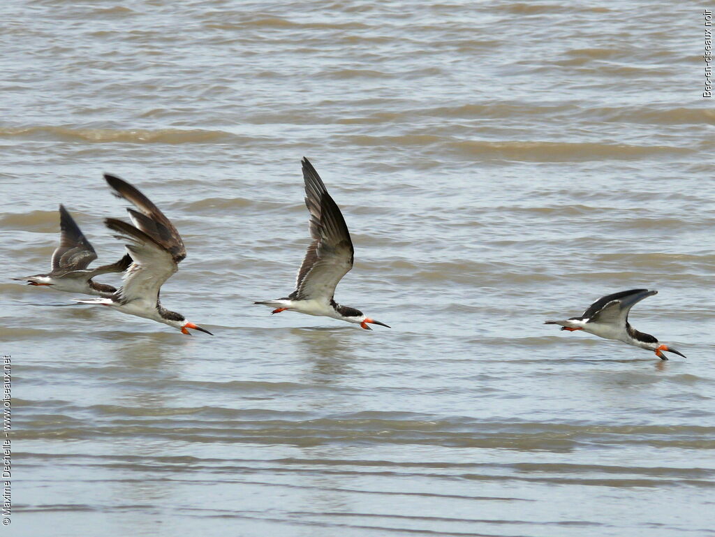 Black Skimmer