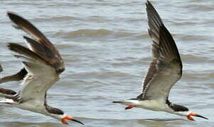 Black Skimmer