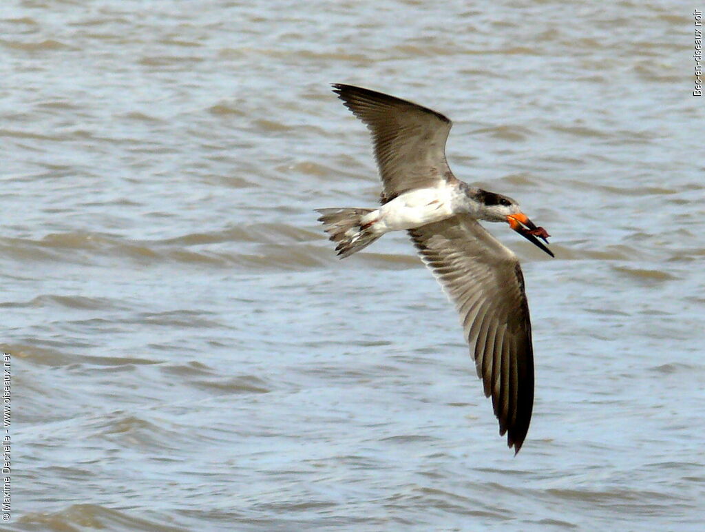 Black Skimmer