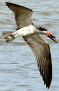 Black Skimmer