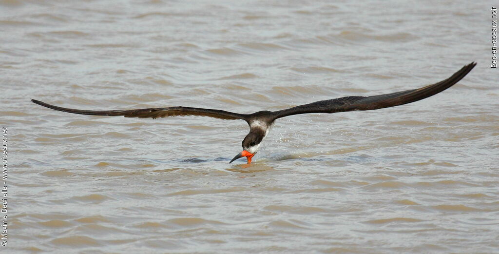 Black Skimmer, Flight, feeding habits, Behaviour