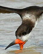 Black Skimmer