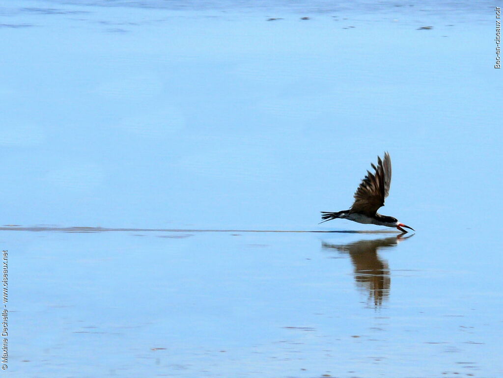 Black Skimmer