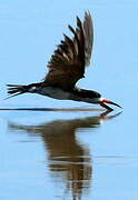 Black Skimmer