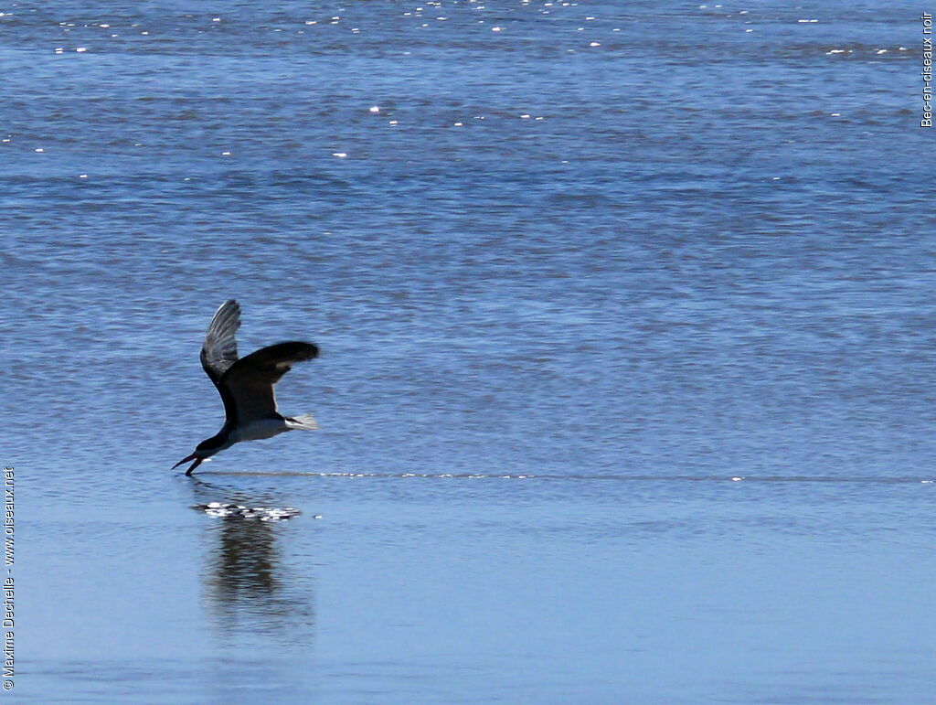 Black Skimmer