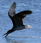 Black Skimmer