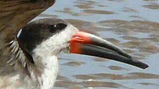 Black Skimmer