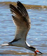 Black Skimmer