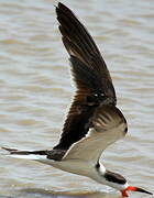 Black Skimmer