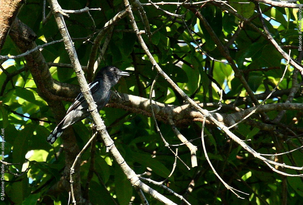 White-winged Becard male adult