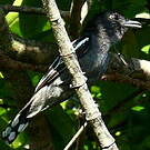 Bécarde à ailes blanches