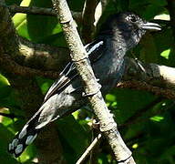 White-winged Becard