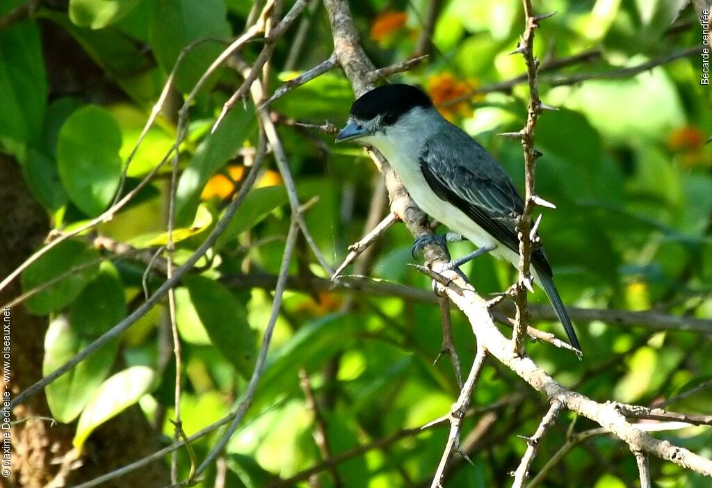 Cinereous Becard male adult