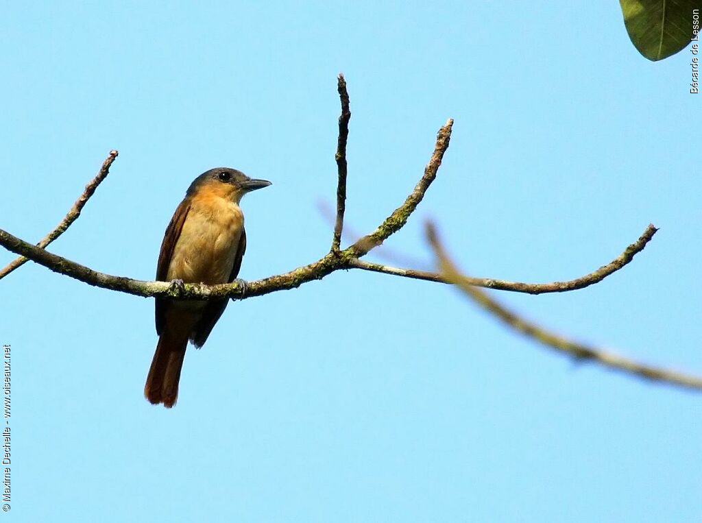 Pink-throated Becard female adult, identification