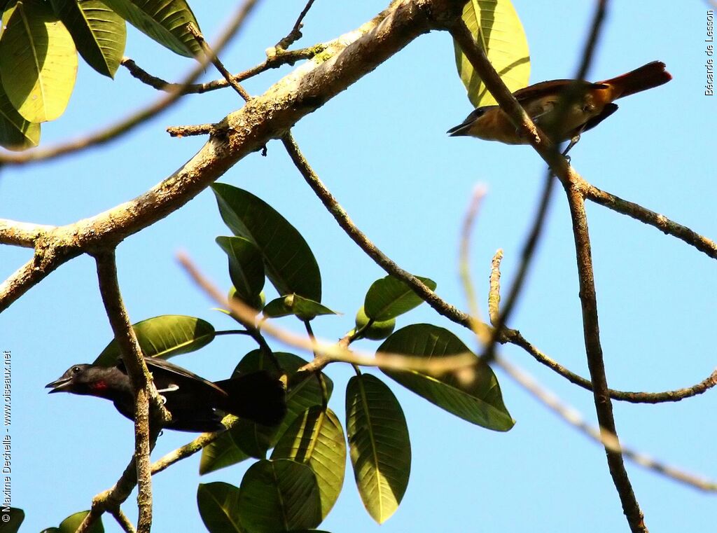 Pink-throated Becard adult