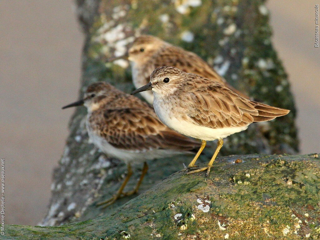 Least Sandpiper