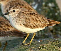 Least Sandpiper