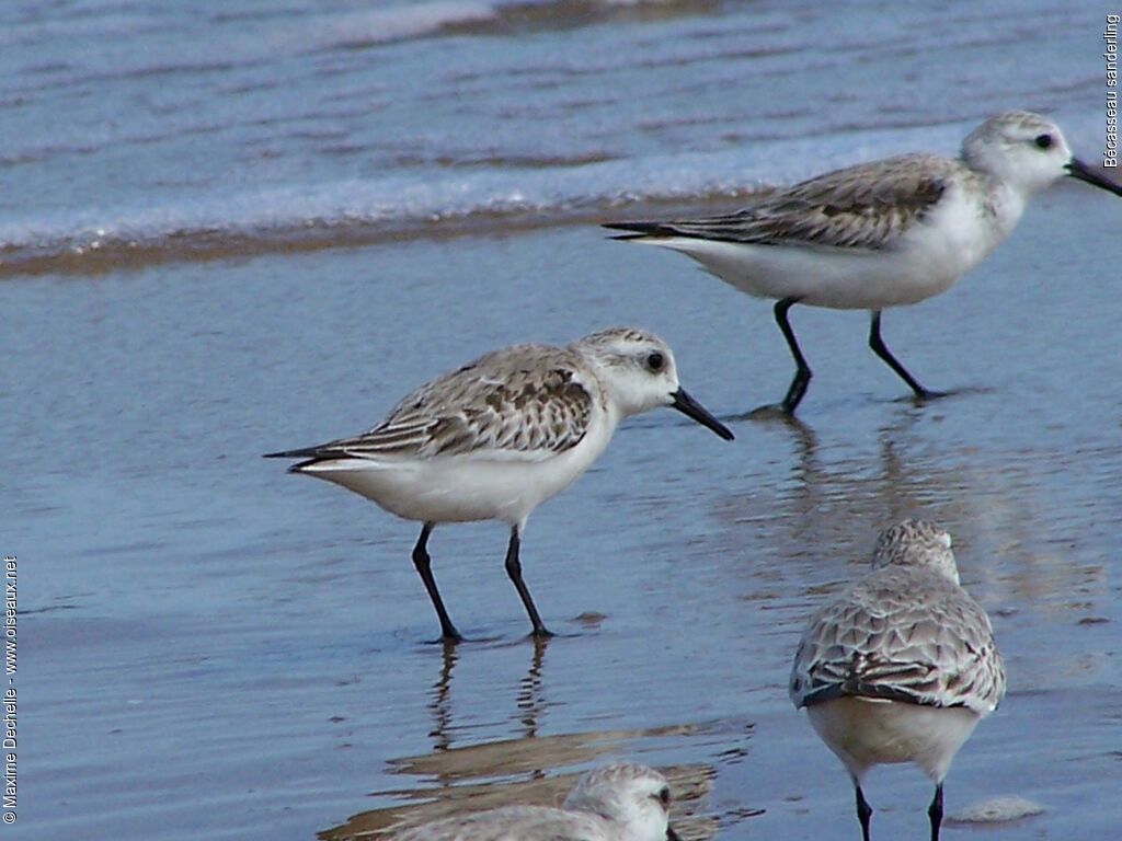 Sanderlingadult post breeding