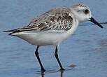 Bécasseau sanderling