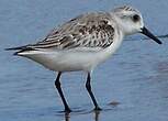 Bécasseau sanderling