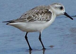 Bécasseau sanderling