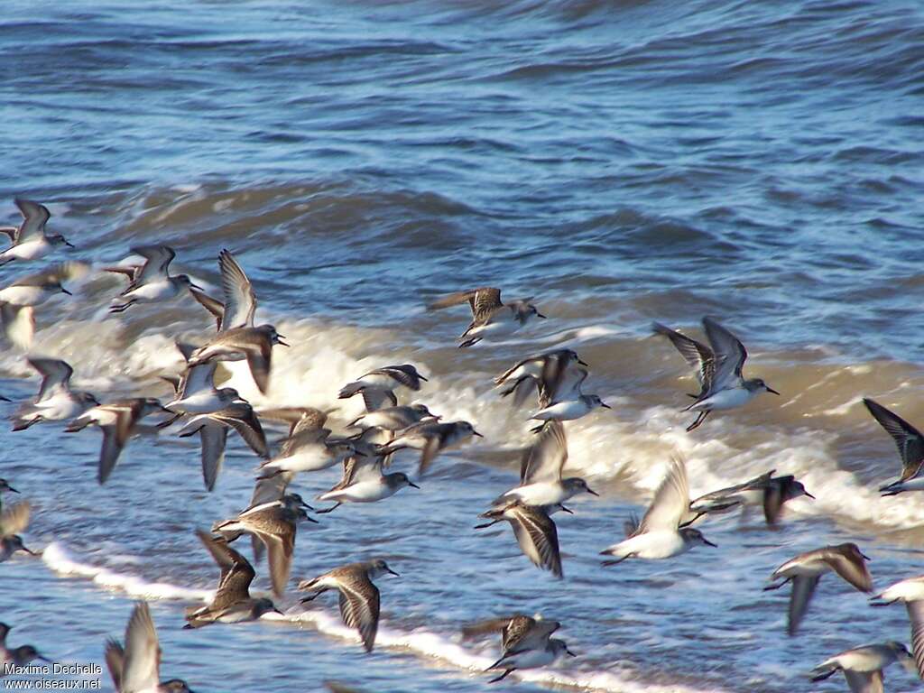 Semipalmated Sandpiper, Flight