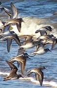 Semipalmated Sandpiper