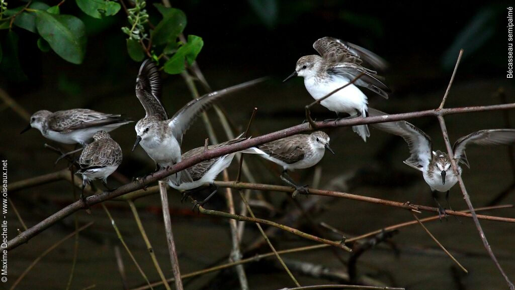 Semipalmated Sandpiper, Behaviour