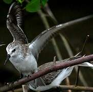 Semipalmated Sandpiper