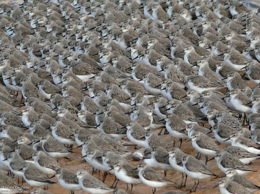 Semipalmated Sandpiperadult post breeding, pigmentation, Behaviour