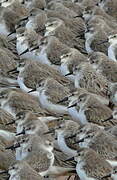 Semipalmated Sandpiper