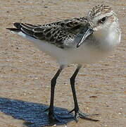 Semipalmated Sandpiper