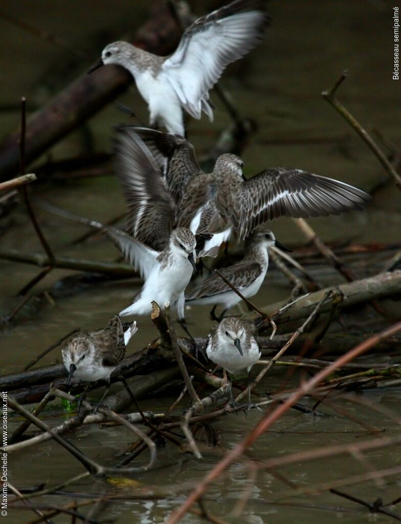 Semipalmated Sandpiper, identification