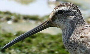 Short-billed Dowitcher