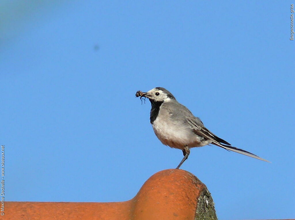 White Wagtail