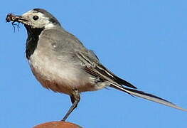 White Wagtail