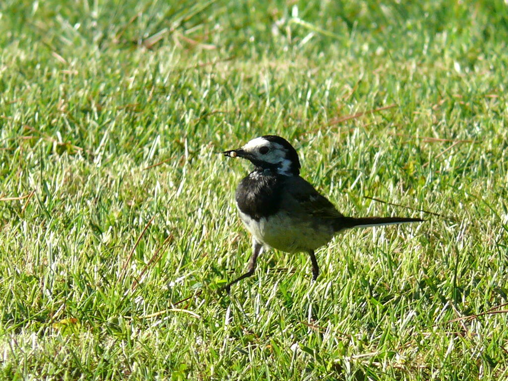 White Wagtail