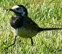 White Wagtail